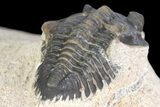 Pseudocryphaeus (Cryphina) Trilobite - Lghaft, morocco #165933-5